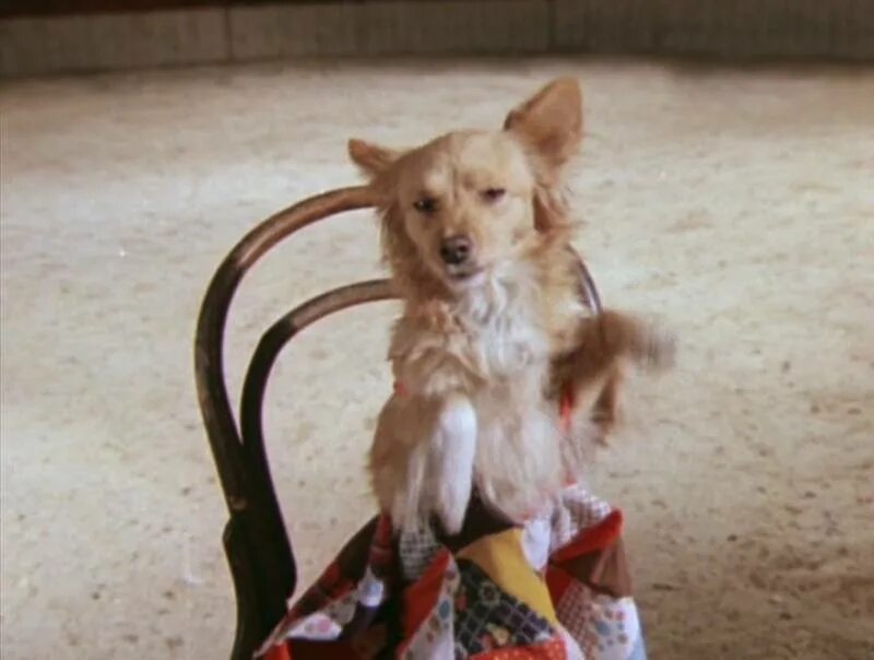 каштанка виде