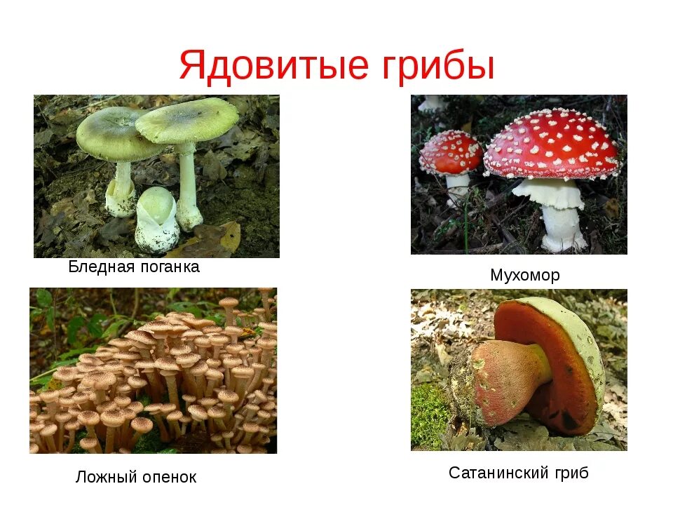 Два ядовитых гриба. Несъедобные ядовитые несъедобные грибы. Название несъедобных грибов ядовитых. Ядовитые грибы с подписями. Ядовитые грибы рисунок и название.