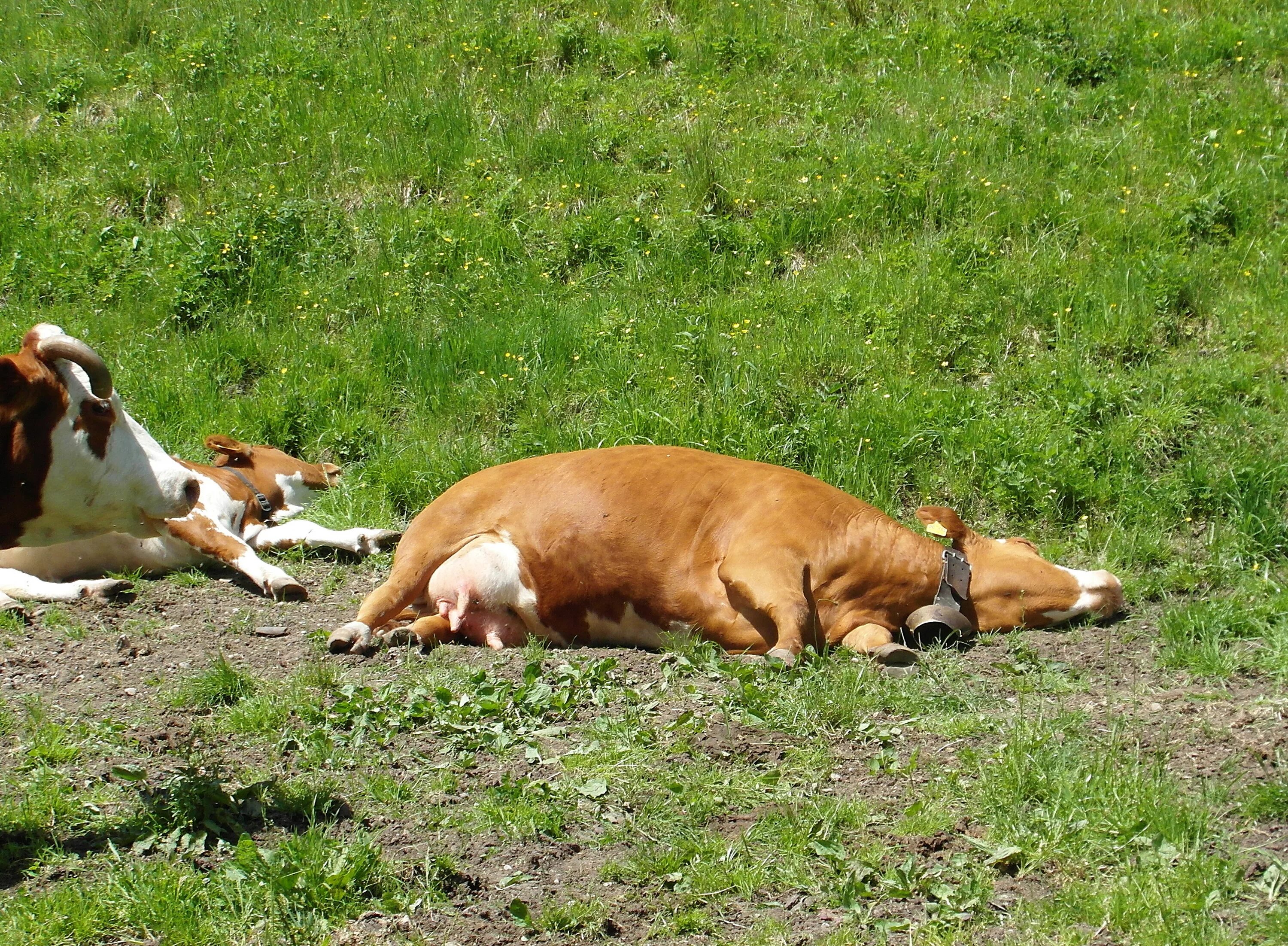 Сон коровка. Корова лежит. Теленок лежит. Лежачая корова.