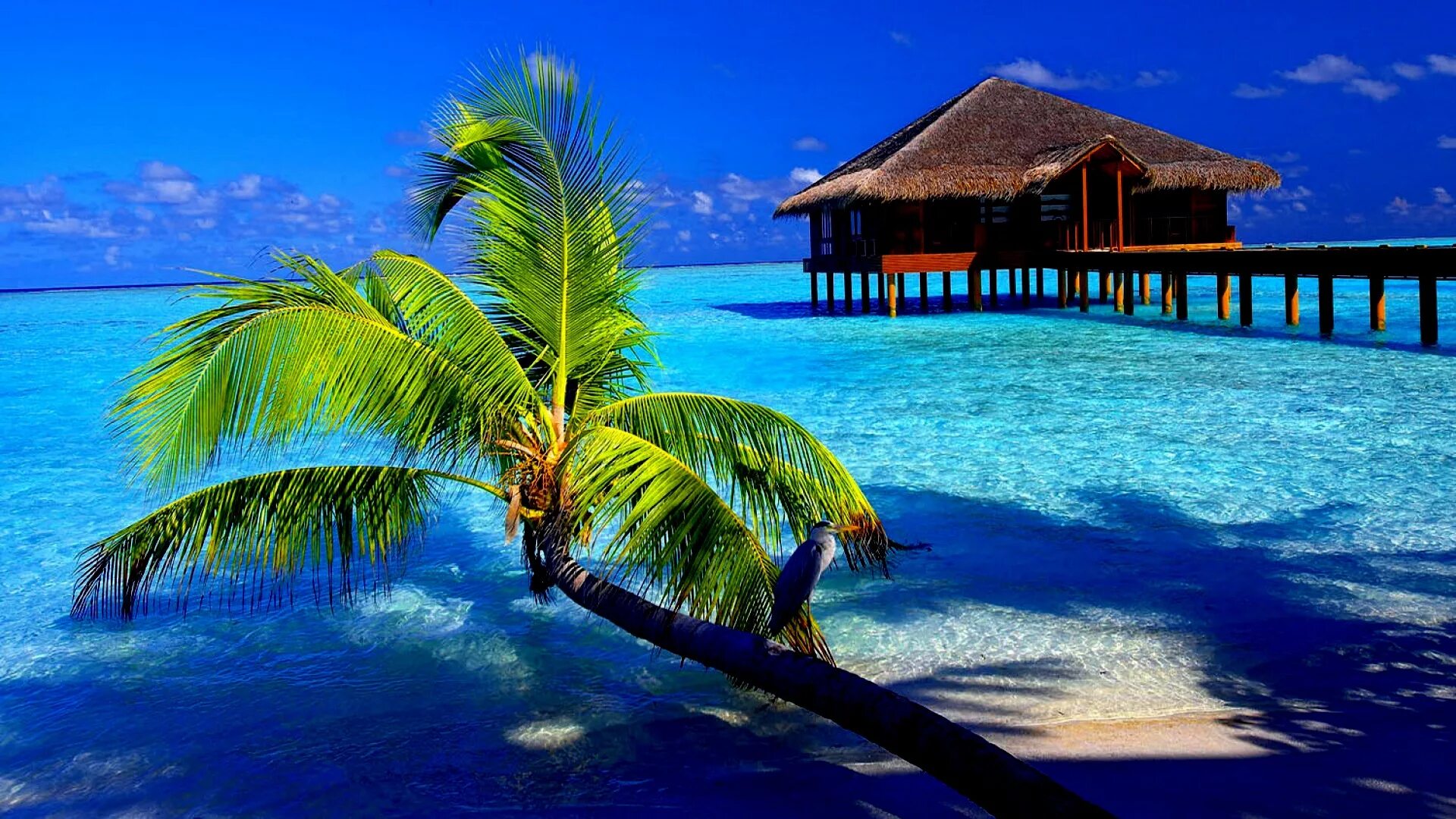 Обои планшет 10 дюймов. Парадиз остров Карибского моря. Бунгало на Мальдивах. Райский пляж. Заставка море.