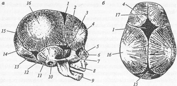9 родничков. Роднички черепа новорожденного рисунок. Роднички черепа новорожденного анатомия рисунок. Роднички черепа новорожденного анатомия зарисовка. Череп новорожденного анатомия.