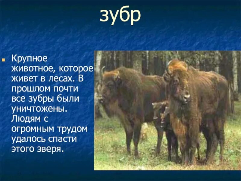 Как пишется зубр. Зубр красная книга 2 класс. зубр красная книга краткое описание. рассказ о зубре. рассказ о зубре 2 класс.