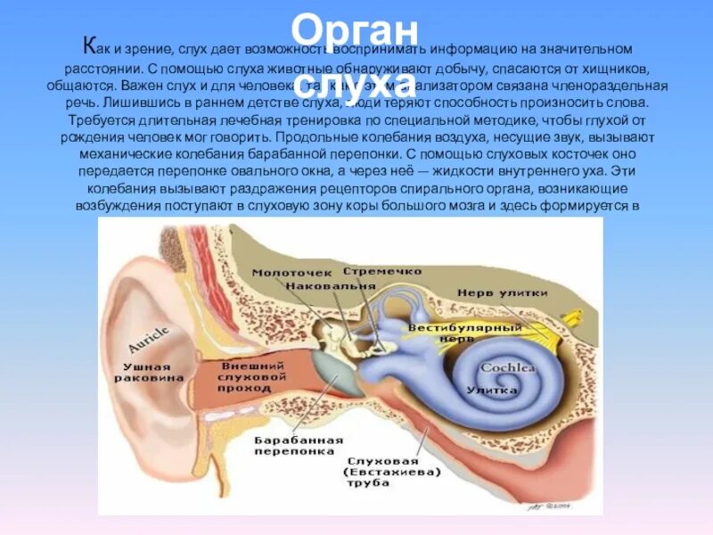 Орган слуха. Органы чувств человека слух. Анализаторы слуха органы чувств. Слух человека и животных. Какое значение органа слуха