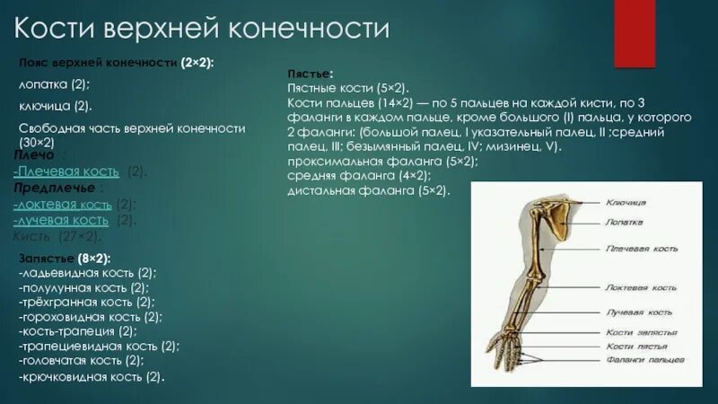 5 кость пояса верхних конечностей