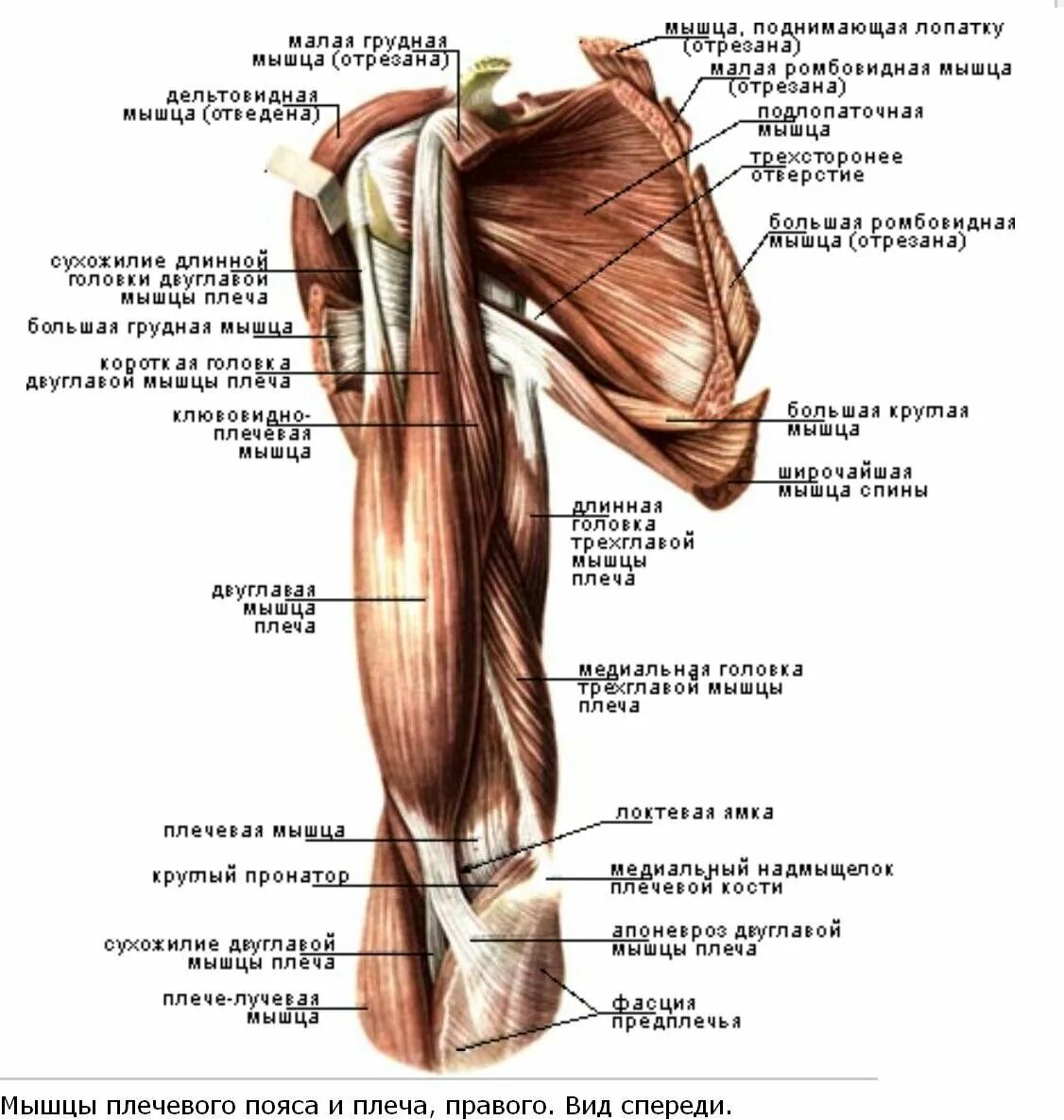 К чему крепится бицепс. Строение плечевого сустава и мышцы. Мышцы плечевого сустава человека анатомия. Длинная головка двуглавой мышцы плеча анатомия. Мышцы и связки плечевого сустава.