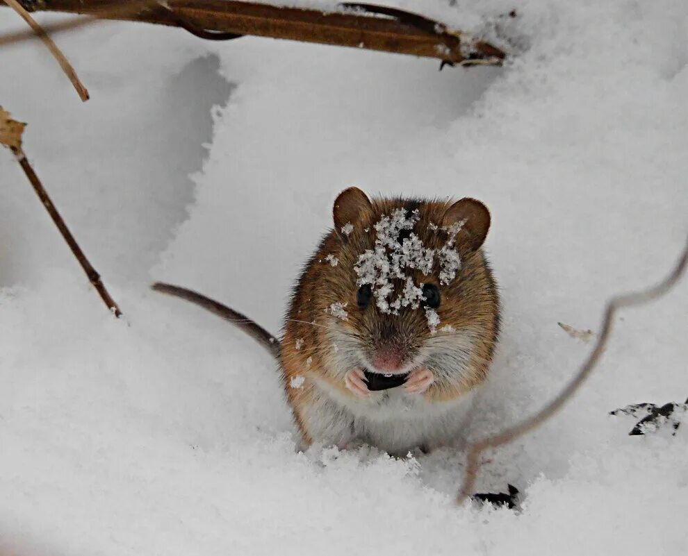 Полевые мыши зимой. Полевка зимой. Мышь полевка на снегу. Полевая мышь зимой.