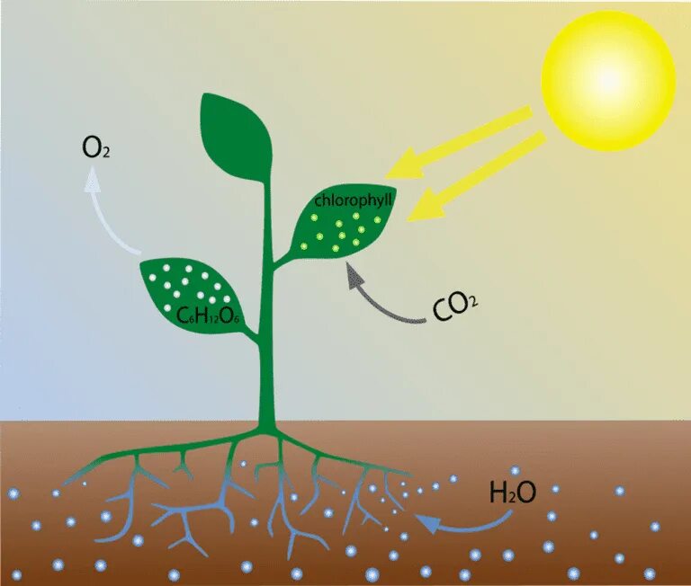 Кислород углекислый газ вода солнечный свет. Фотосинтез хлорофилл растений. Поглощение растениями солнечной энергии. Растения выделяют кислород. Поглощение углекислого газа растениями.