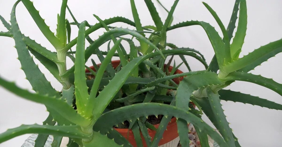 Алоэ древовидное (Aloe arborescens). Алоэ Асфоделовые.