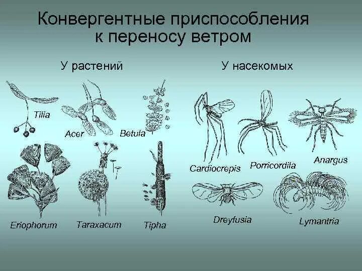 Какие растения переносятся ветром. Адаптация растений к ветру. Приспособления насекомых. Приспособления к ветру. Приспособление растений к ветру.