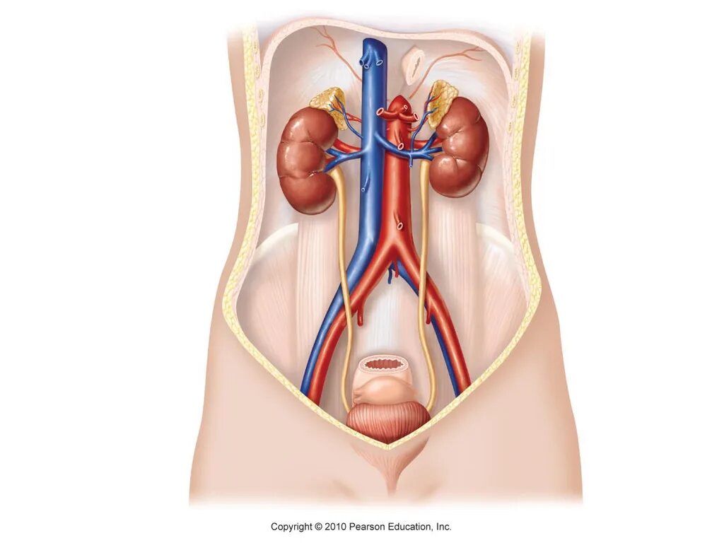 Мочеточник справа. Urinary System. Мочеточник анатомия у мужчин. Строение женской мочеполовой системы. Женский мочеточник.