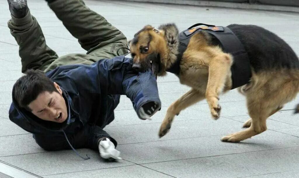 Почему собаки нападают. Поведение при нападении собаки. Почему собаки нападают. Действия при нападении собаки. Стая собак нападает на человека.