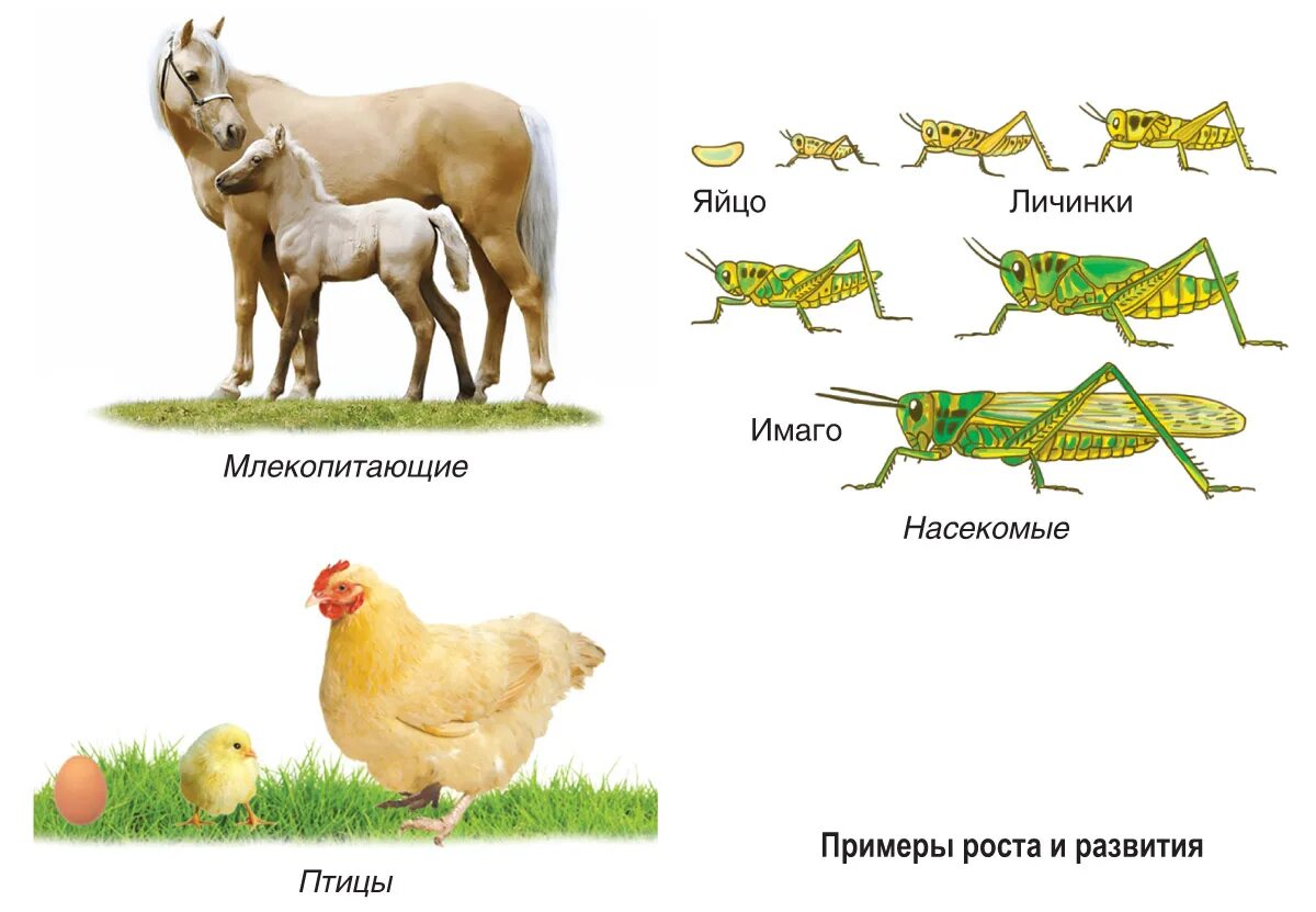 Конспект рост и развитие животных 8 класс. Развитие живых организмов. Рост живых организмов. Рост и развитие организма. Стадии развития живых организмов.