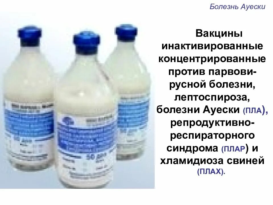 Вакцина лептоспироз инструкция. Вакцина от болезни Ауески у собак. Вакцина для свиней от Ауески. Вакцина против болезни Ауески и рожи. Инактивированная вакцина против Ауески.