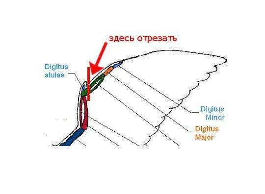 Как подрезать крылья курам. Как правильно обрезать крыло у кур. Схема подрезки крыла курице. Купирование крыла у птиц. Обрезать Крылья курам.