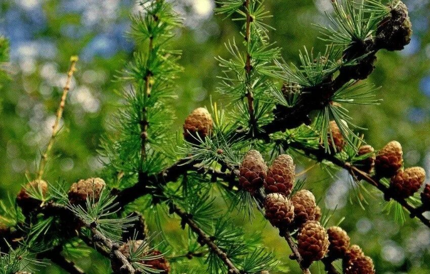 Пихта не сбрасывает всю хвою одновременно