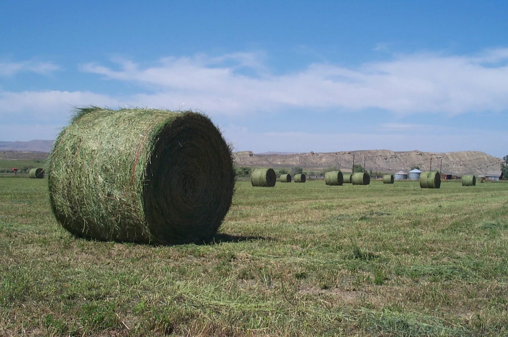 Alfalfa hay. Люцерна сено. Люцерна в тюках. Сено в рулонах и тюках.