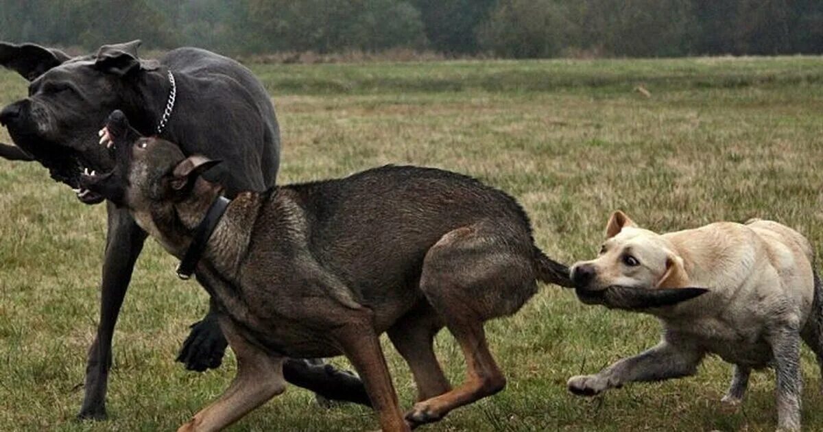 Агрессия животных. Собаки против людей