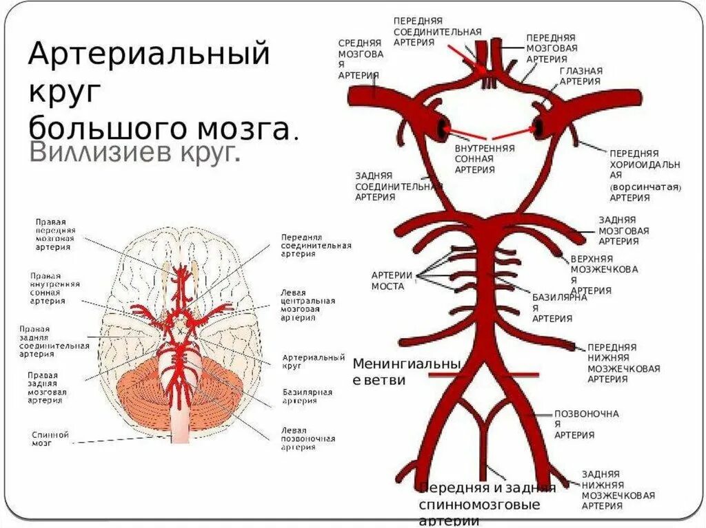 Задержка тока крови латынь. Артерии основания головного мозга Виллизиев круг. Схема кровообращения головного мозга Виллизиев круг. Артерии головного мозга анатомия Виллизиев круг.. Артерии Виллизиева круга анатомия.