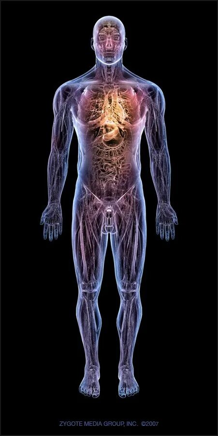 Тело человека. Организм человека. Анатомия человека.