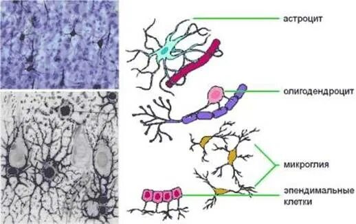 Глиальные клетки астроциты. Глиальные клетки строение. Микроглия клетки гистология. Глиальные клетки микроглия.
