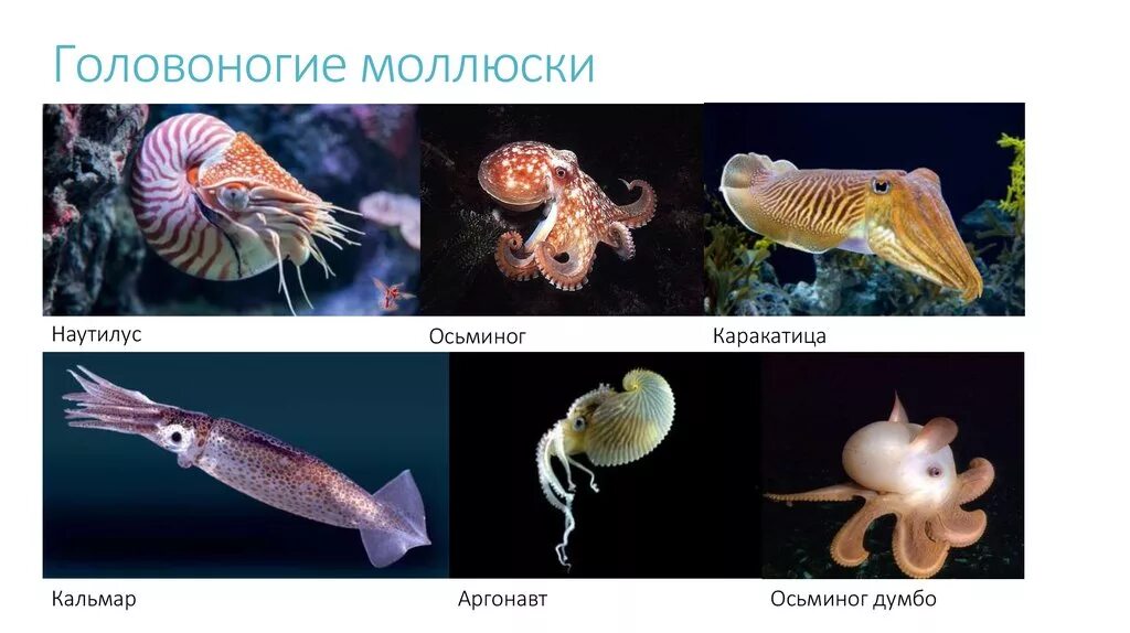 Кальмар и осьминог отличие. Класс головоногие моллюски представители. представитель класса моллюсков головоногих. головоногие моллюски аргонавт. кальмар аргонавт.