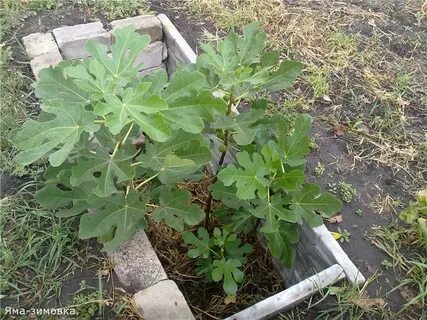 Инжир выращивание в открытом грунте
