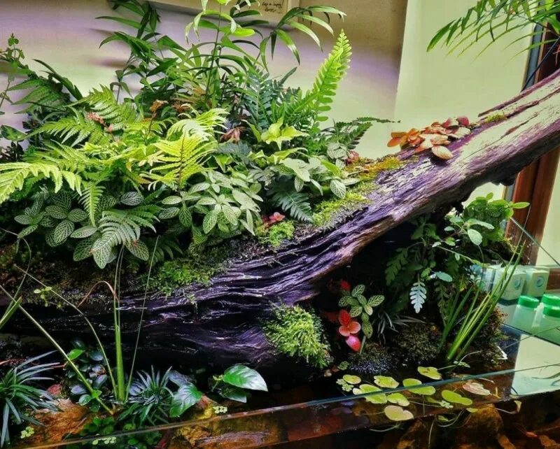 Палюдариум для хамелеона. Палюдариум эпифиты. Палюдариум что это. Палюдариум акваскейп. Палюдариум вивариум.