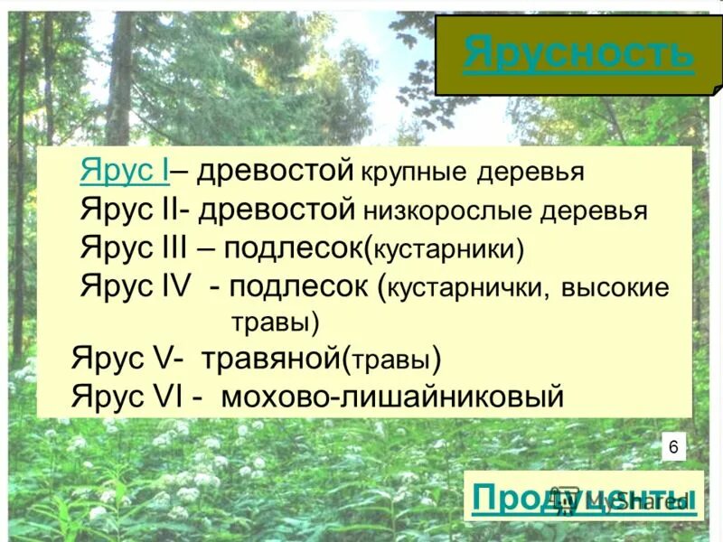 Структура растительного сообщества биология кратко. Ярусность растений леса. Ярусность лесного фитоценоза. Ярусность древостоя леса. Ярусность растений 6 класс биология.