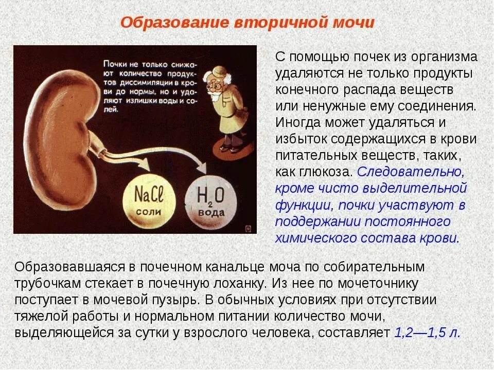 Какие органы участвуют в выведении продуктов распада. Почки вторичная моча. Вторичная моча у человека. Образование вторичной мочи.