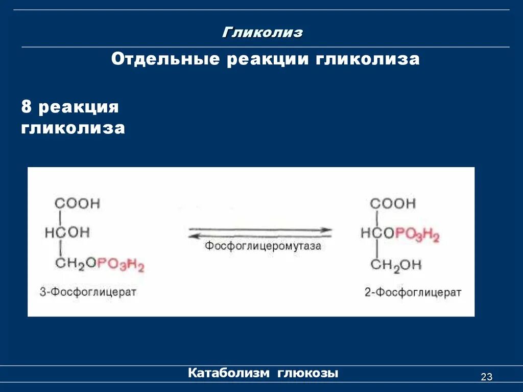 8 Реакция гликолиза. Енолаза гликолиз. Реакции гликолиза реакции. Катаболизм Глюкозы. Гликолиз.. Протекание гликолиза кольцевые