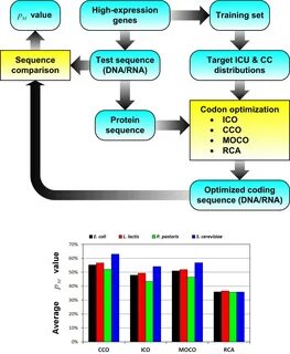 Computational codon optimization of synthetic gene for protein expression BMC Sy