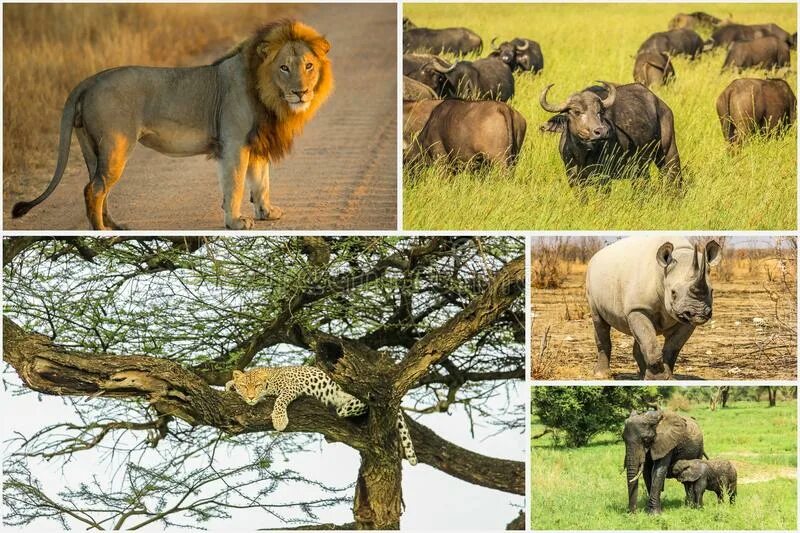 Носороги буйволы слоны обитают. Big Five Африка. Большая пятерка Африки сафари. Большая пятерка животных Африки. Африканская 5 животных.