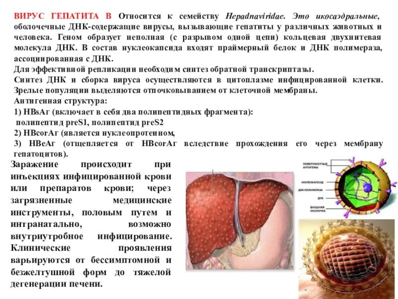 Вирусный гепатит задачи. Вирус гепатита а относится к семейству. ДНК содержащие вирусы гепатита. Вирусный гепатит а относится к:. Вирусные гепатиты семейства.