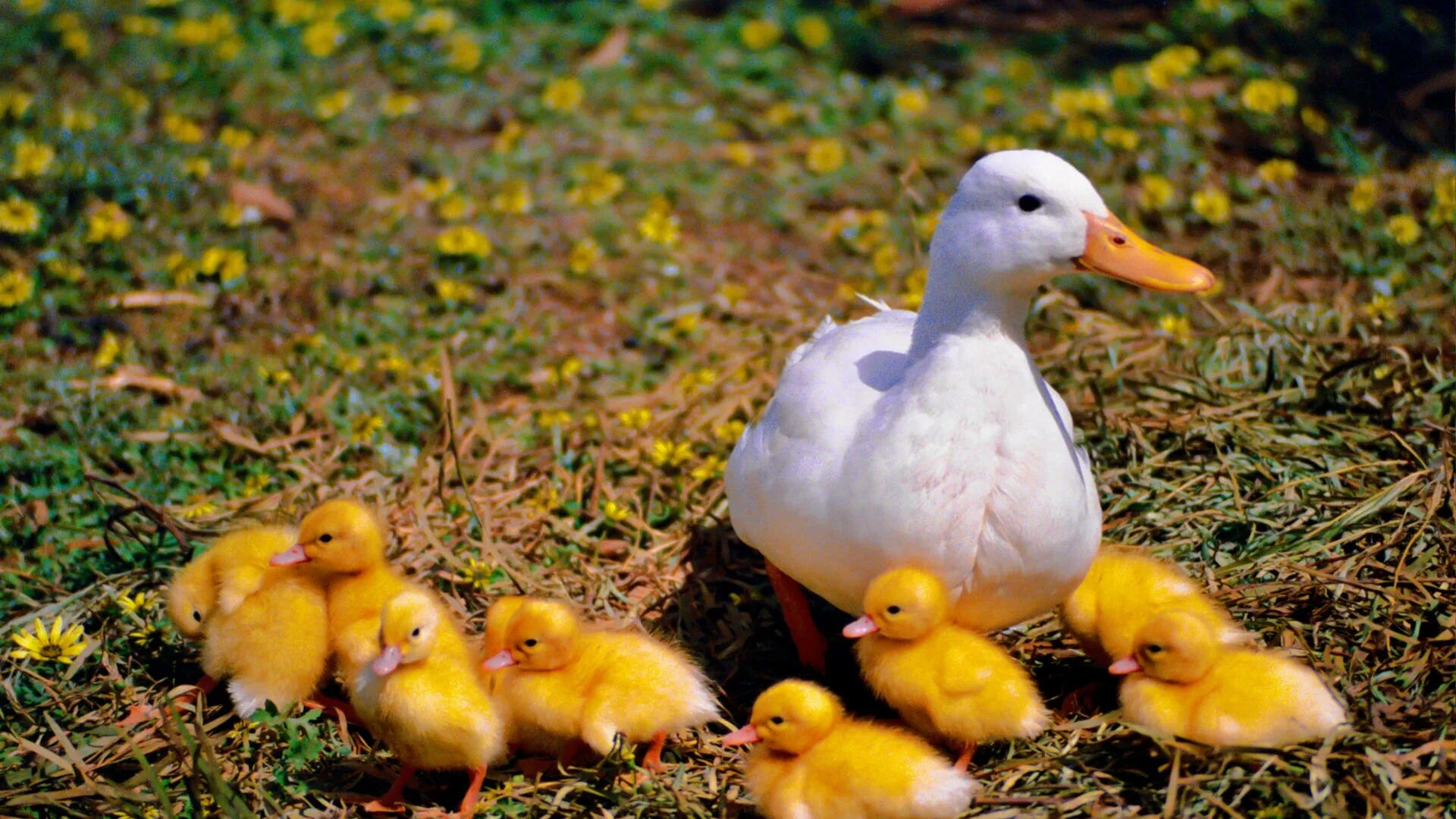 Duck com. Утята породы черри Велли. Утка селезень утенок домашние птицы. Порода уток черри Велли. Утята черри Велли фото.