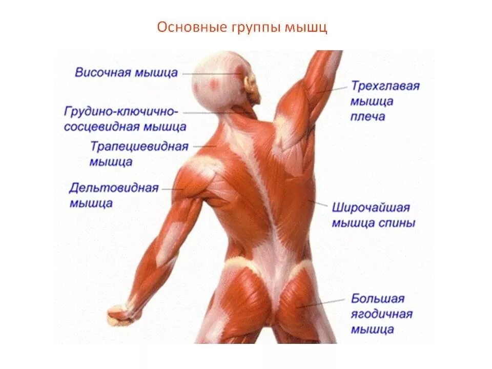Группы мышц. Основные мышцы. Основные мышечные группы. Мышцы группы мышц.