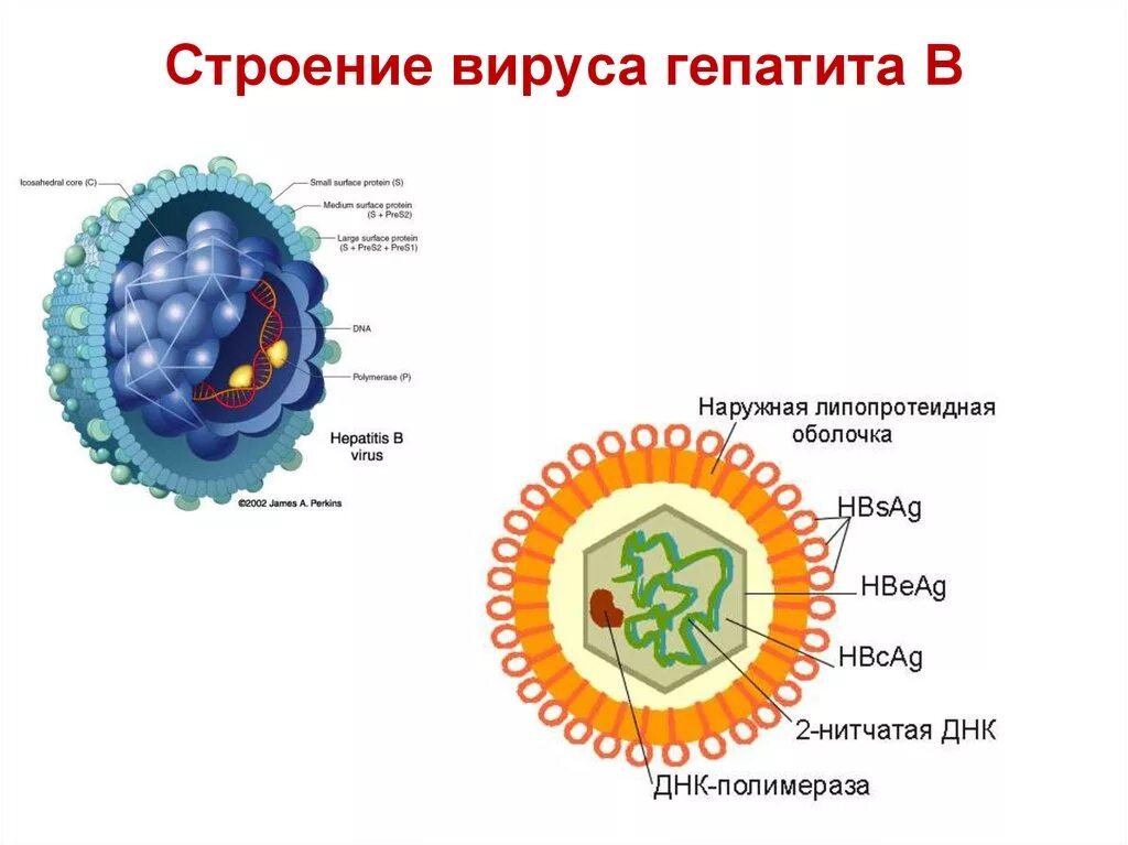Вирус гепатита b строение вириона. Вирус гепатита б строение вириона. Вирус гепатита а строение вируса. Вирус гепатита b антигенная структура.