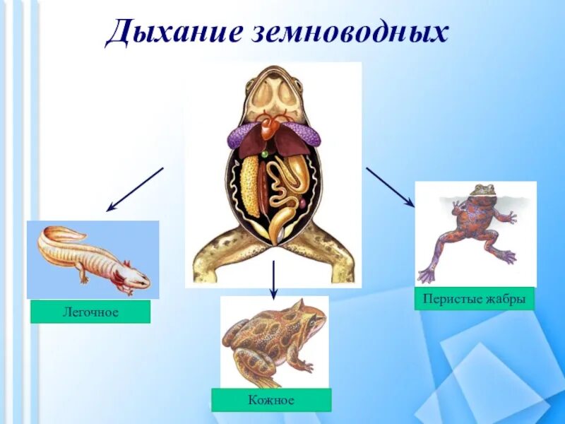 Дыхание лягушки в воде. Органы дыхания системы лягушки. Система дыхания земноводных. Строение дыхательной системы земноводных. Класс земноводные дыхательная система.