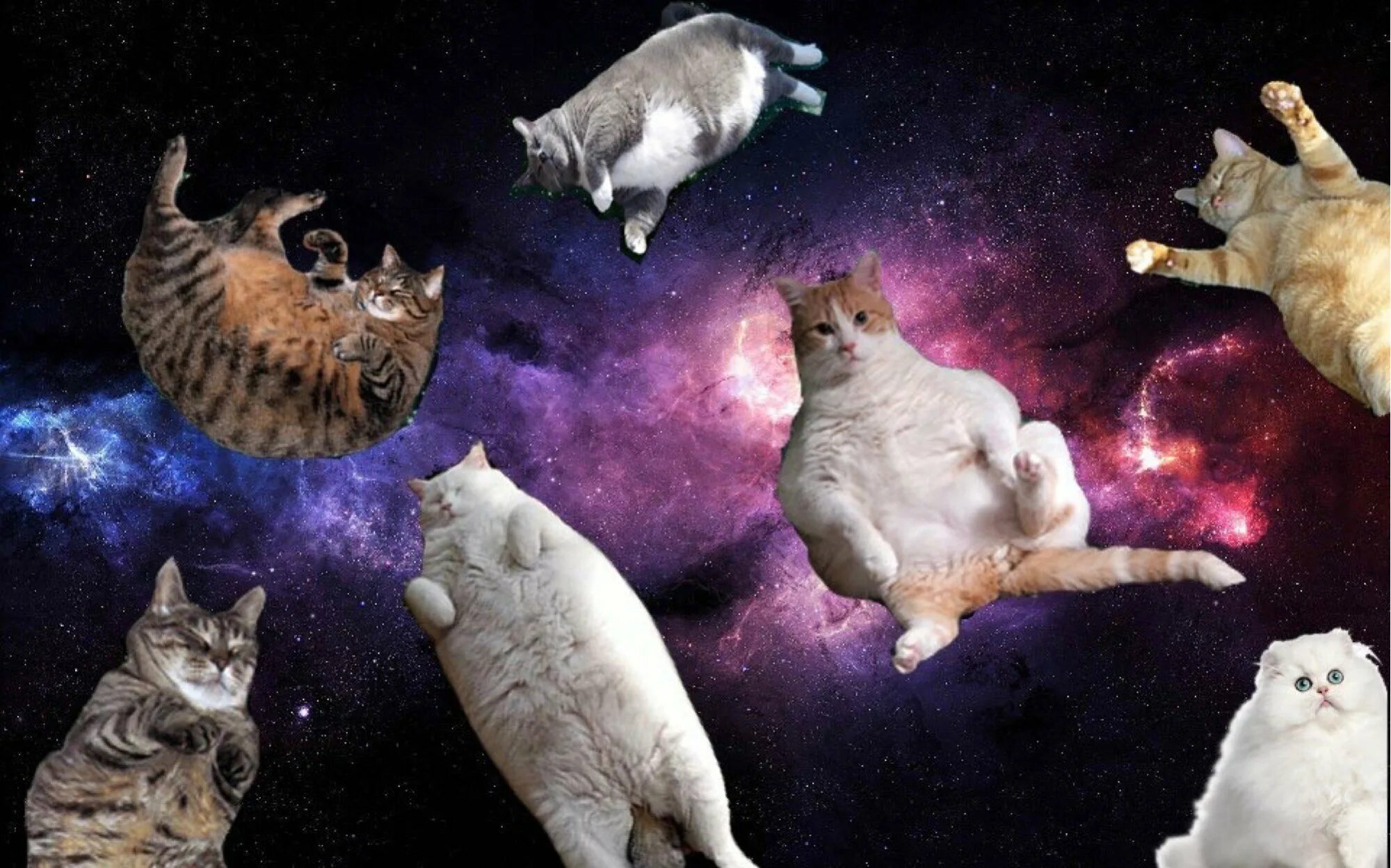 Космический кот. Кот в космосе. Летающие коты в космосе. Жирные коты в космосе. Смешной космос