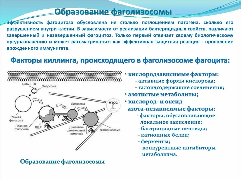 Образование фаголизосомы схема. Клетки врожденного иммунитета иммунология. Фаголизосома образуется из. Схемы завершенного и незавершенного фагоцитоза.