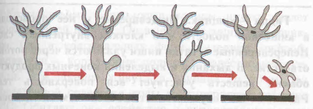 Процесс почкования гидры рисунок. Процесс почкования у гидры это. Размножение виды gjxrjdfybt. Размножение гидры почкование.