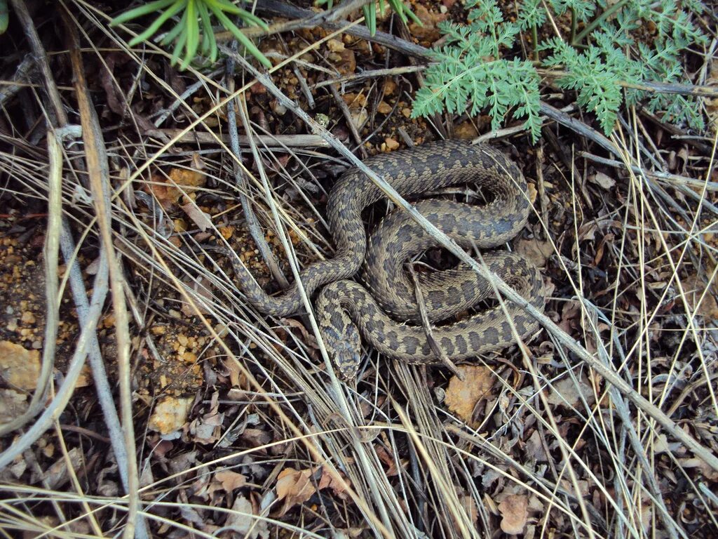 Узорчатый полоз гадюка. Степная гадюка Алтая. Узорчатый полоз Vipera. Щитомордник змея горного Алтая.