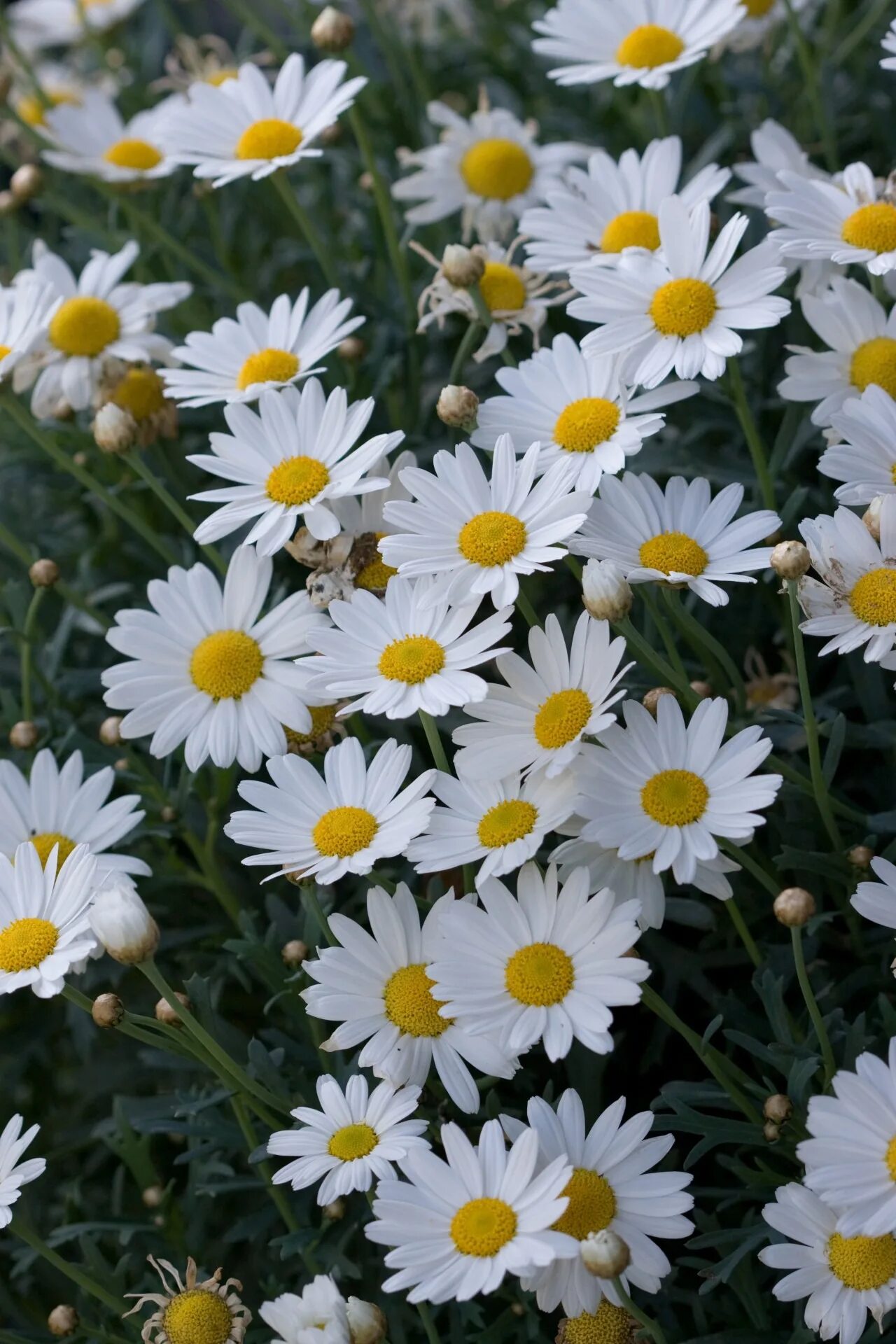 Ромашки фото. Chamomilla officinalis. Поле ромашек. Букет маргариток и ромашек. Ромашки на рабочий стол красивые.