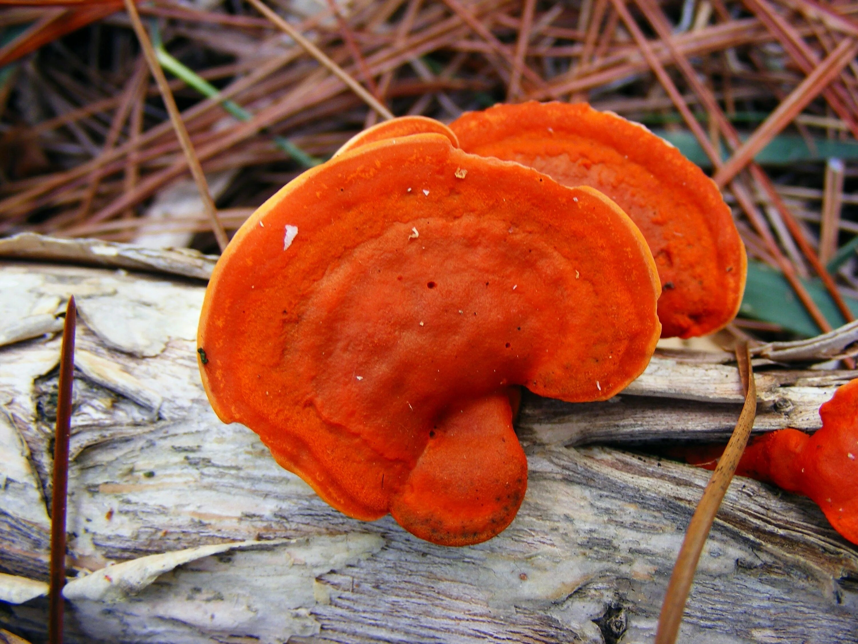 Трутовик киноварно-красный. Pycnoporus cinnabarinus. Pycnoporus cinnabarinus трутовик киноварно-красный. Пикнопорус киноварно-красный / Pycnoporus cinnabarinus?. Пост красный гриб