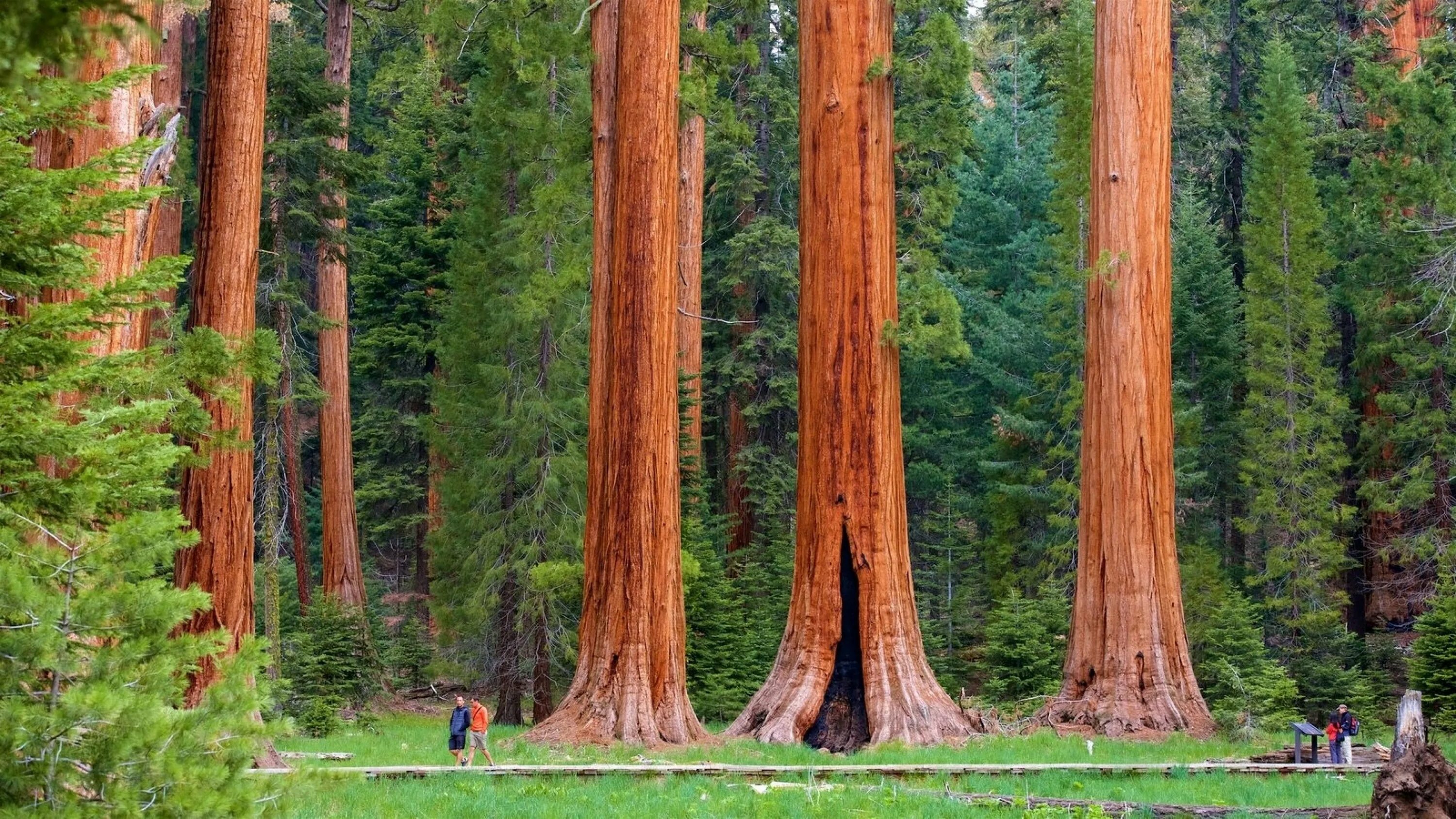 Огромные стволы деревьев. Секвойя дерево. Секвойя парк. Нац парк Секвойя США. Секвойя дерево в США.