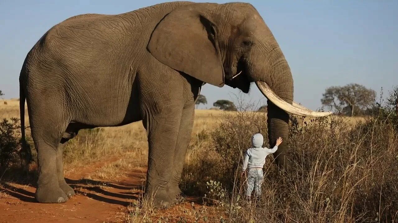 4 слоника. Слон. Слоны фото. Африканский слон фото. Слон настоящий.