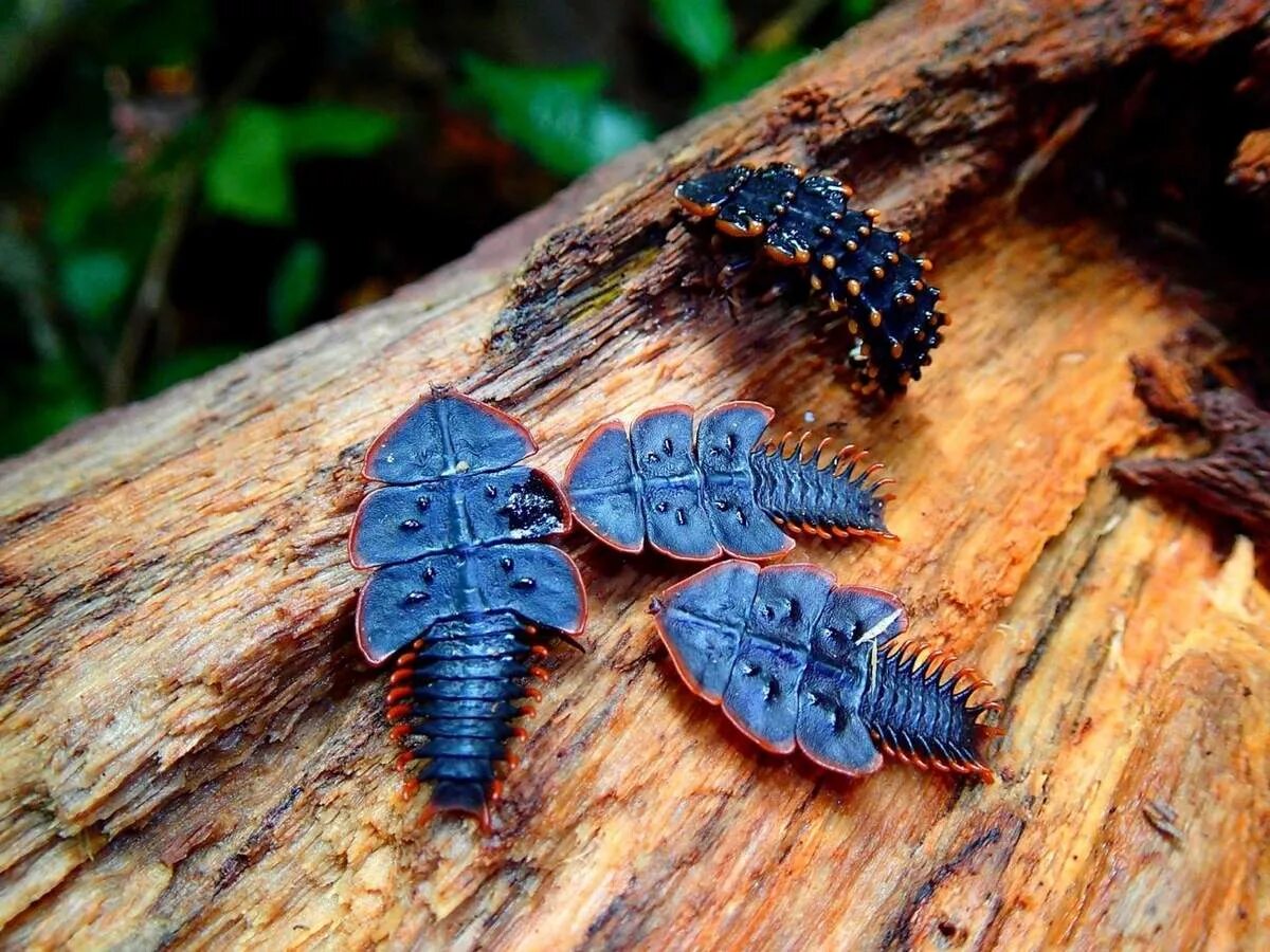 Жуки трилобиты. Жук Трилобит (Trilobite Beetle). Жук-Трилобит (Platerodrilus). Жук Трилобит личинка.