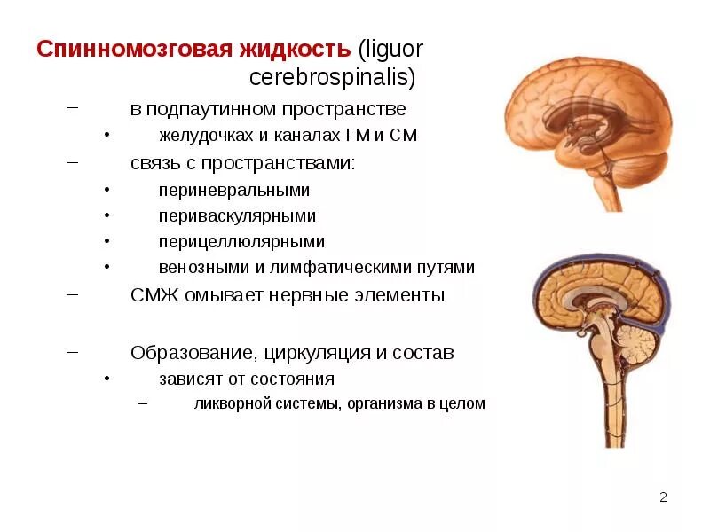 Циркуляция ликвора в головном мозге схема. Спинномозговая жидкость продуцируется. Функции спинномозговой жидкости головного мозга. Желудочки головного мозга и образование ликвора. Спинномозговая жидкость.