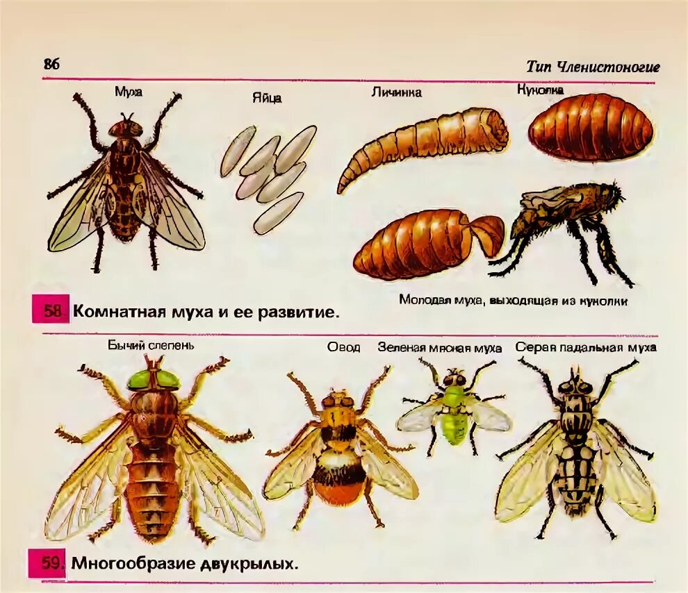 Стадии комнатной мухи. Цикл развития комнатной мухи. Цикл развития двукрылых. Этапы развития мухи. Стадии развития комнатной мухи.