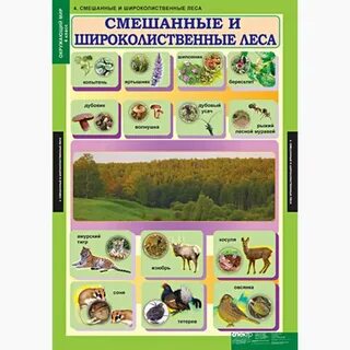 Наглядное пособие по окружающему миру