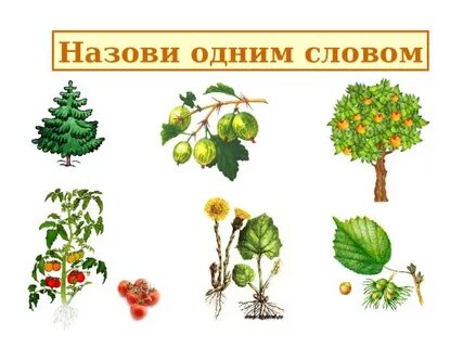 Кустарники названия 2 класс окружающий мир